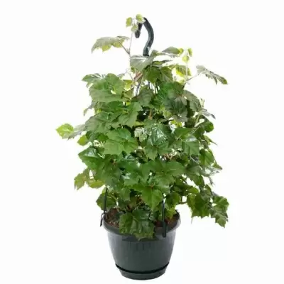 Циссус Мандиана ампельный  Циссус Мандиана ампельный