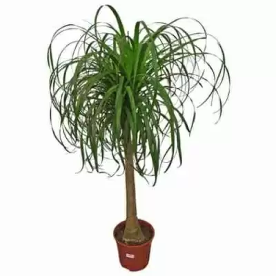 Бегония рекс Сантьяго