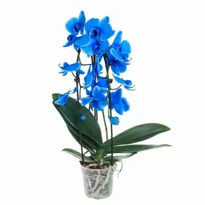 Фаленопсис королевский Голубой каскад 2 ст