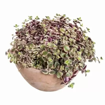 Крассула Марджинелис