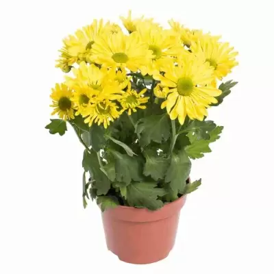 Хризантема Бриз жёлтая Хризантема Бриз жёлтая