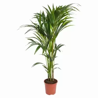 Ховея Форстера (Кентия) Ховея Форстера (Кентия)