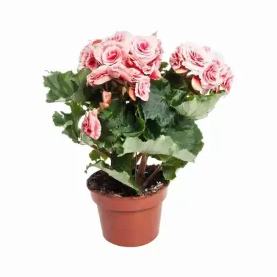 Бегония элатиор Бориас Бегония элатиор Бориас