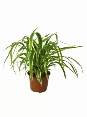 Хлорофитум Лемон