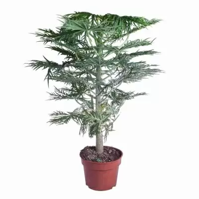 Ятрофа Рассечённая Ятрофа Рассечённая