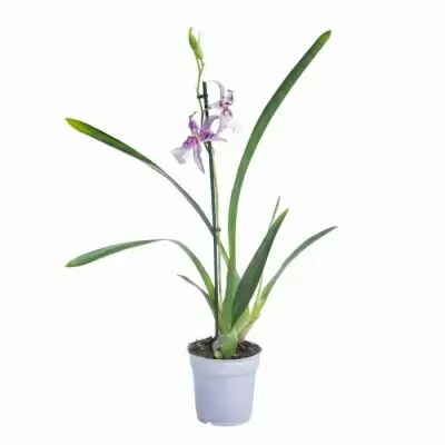 Беаллара Пегги Рут 2 ст