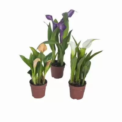 Калла Реманна микс Калла Реманна микс