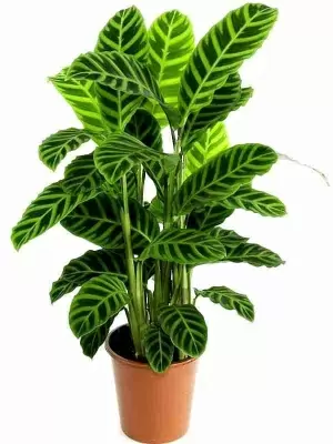 Калатея Зебрина