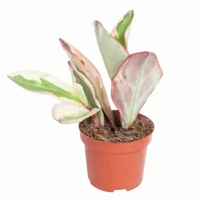 Пеперомия Джелли