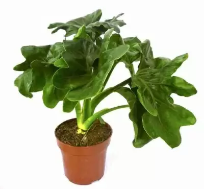 Филодендрон Атом Филодендрон Атом