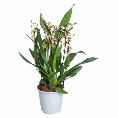 Камбрия Тропик Джангл каскад 4 ст