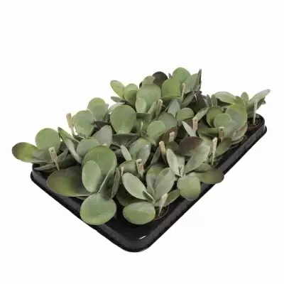 Денежное дерево