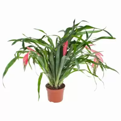 Бильбергия Винди