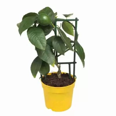 Лимонное дерево