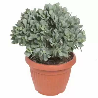 Крассула древовидная ундулатифолия