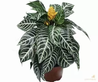 Афеляндра Скуарроса Дания