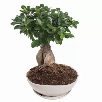 Бонсай фикус микрокарпа Моклейм