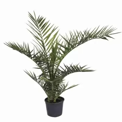 Финик Канарский Финик Канарский