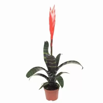 Вриезия Спленриет