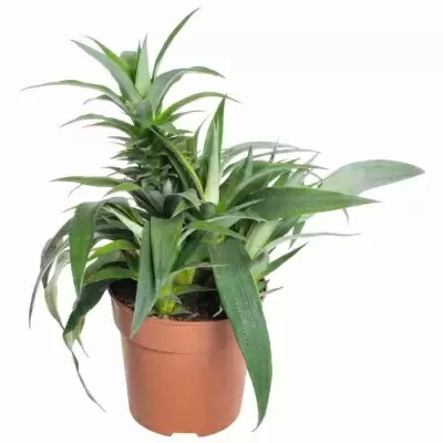 Ананас Эйлин Грин