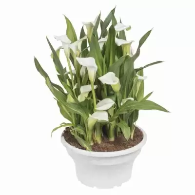 Калла Албомакулата Калла Албомакулата