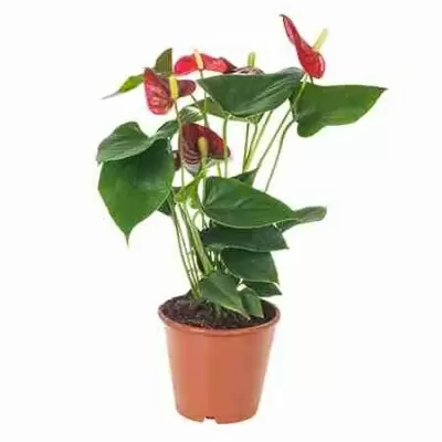 Антуриум Адрианум Беби Бумер