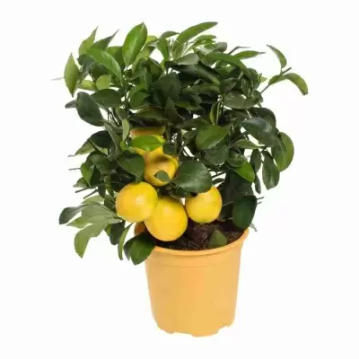 Цитрус Каламондин Панама Оранж