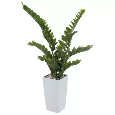 Растение искусственное Замиокулькас в горшке Conic Silk