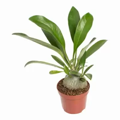 Мирмекодия Адвенчур