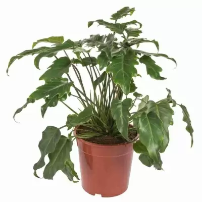 Филодендрон Педатум