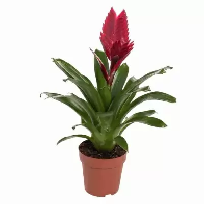 Вриезия Бордо