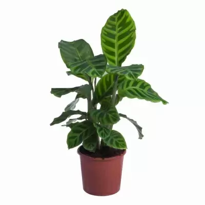 Калатея Зебрина