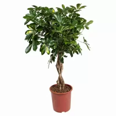 Зонтичное дерево Шеффлера