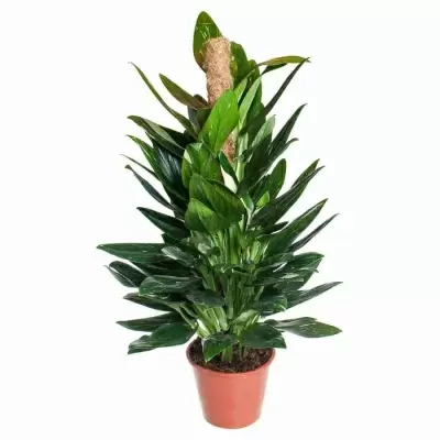 Филодендрон Кобра моссток