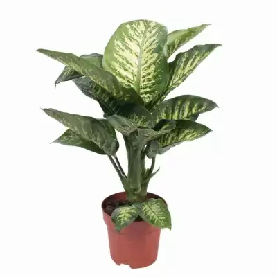 Диффенбахия Тропик Сноу