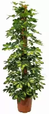 Шеффлера Голд Капелла на опоре