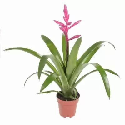 Вриезия Интенсо пинк