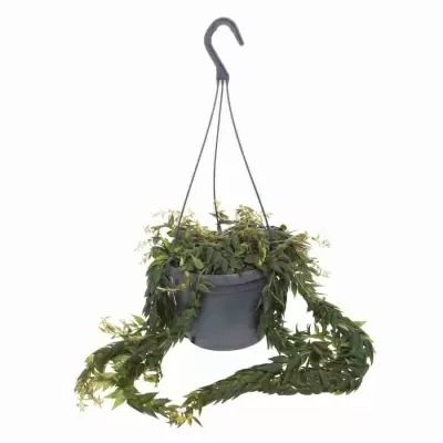 Эсхинантус Красивый Эсхинантус Красивый