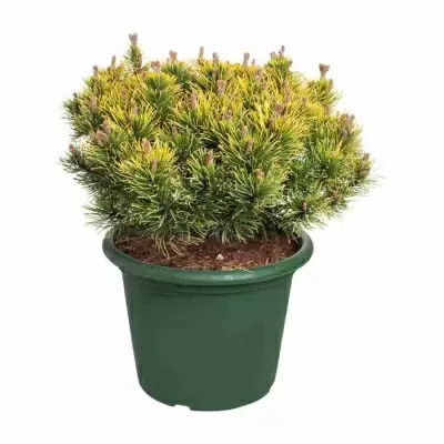 Сосна горная Винтер Голд