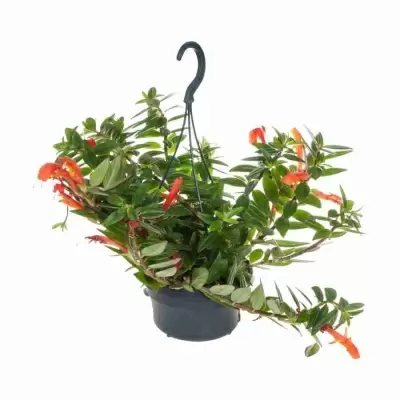 Колумнея Кракатау ампельная