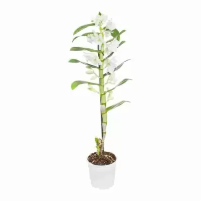 Дендробиум нобиле Белый 1 ст