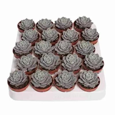 Эхеверия Лола