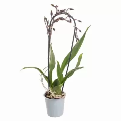 Камбрия Бобкэт каскад 1 ст