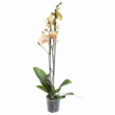 Фаленопсис Калейдоскоп 2 ствола