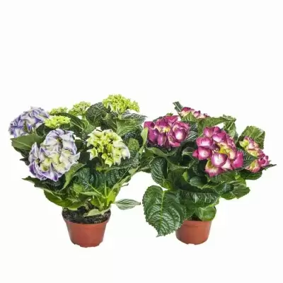 Гортензия Красная сенсация Гортензия Красная сенсация