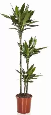 Драцена фрагранс Джанет Линд 3 ствола