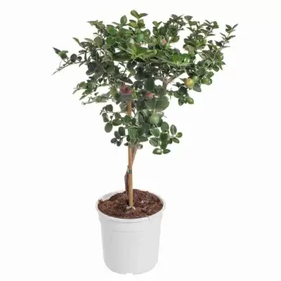 Карисса крупноцветковая штамбовая Карисса крупноцветковая штамбовая