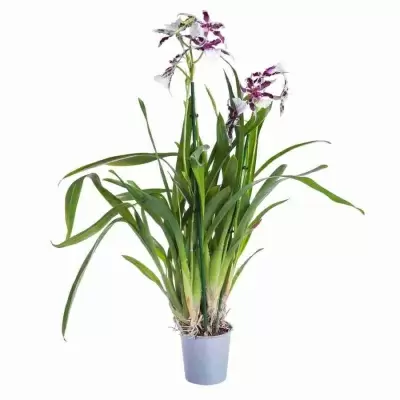 Брассия Черлоб Толкиер 1 ст