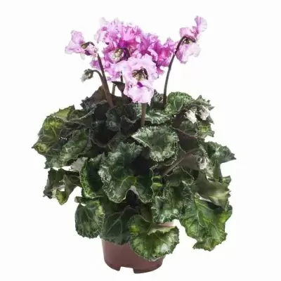 Цикламен Бахромчатый микс