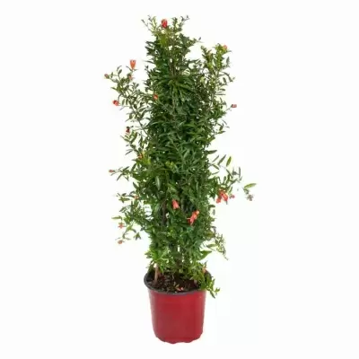 Гранат пирамида